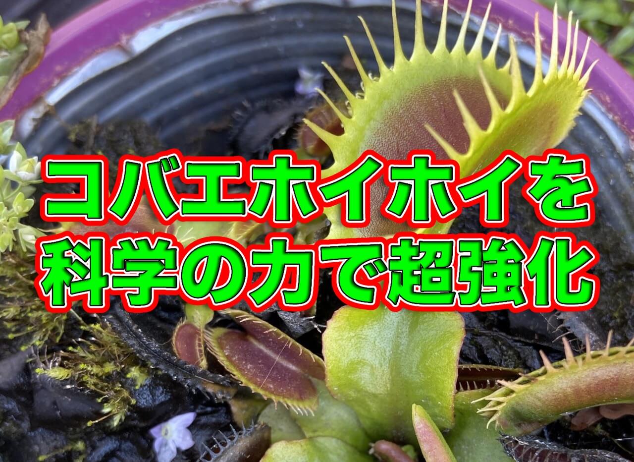 コバエ撃退 コバエホイホイのパワーアップと殺虫ゼリーの自作 アリエナイ理科ポータル コバエ撃退 コバエホイホイのパワーアップと殺虫ゼリーの自作 アリエナイ理科ポータル